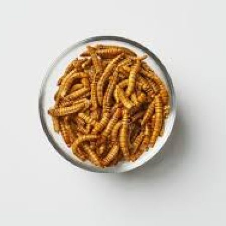 لارو حشره کوچک